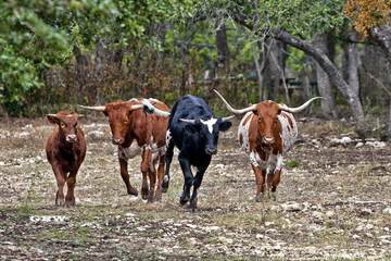 Game viewing
