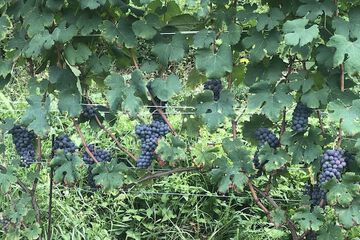 Vineyard