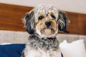 Pet Friendly 81 of 90