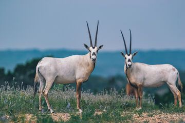 Game viewing