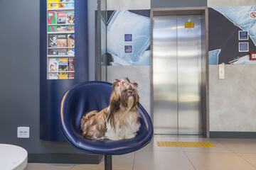 Pet-friendly