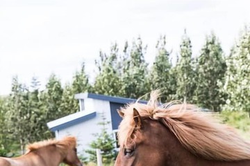 Horseback riding