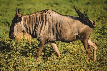 Safari