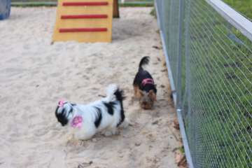 Pet-friendly amenities