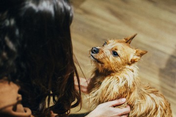 Pet-friendly