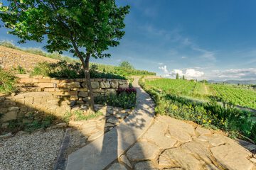 Vineyard