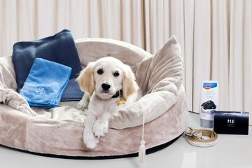 Pet-friendly