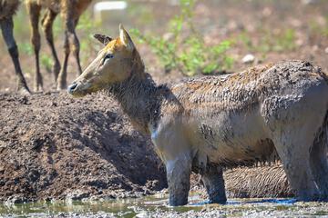 Safari
