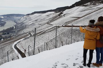 Vineyard
