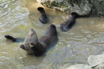 Game viewing