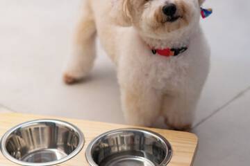 Pet-friendly amenities
