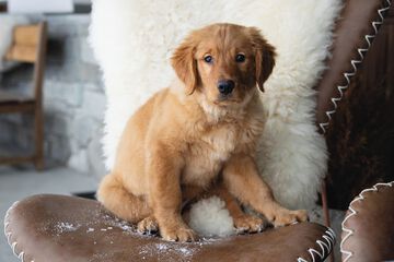 Pet-friendly