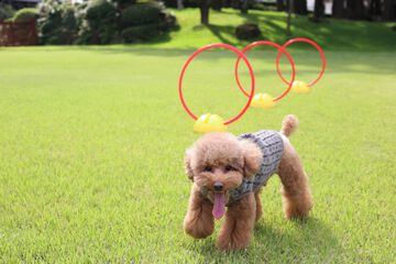 Pet-friendly amenities