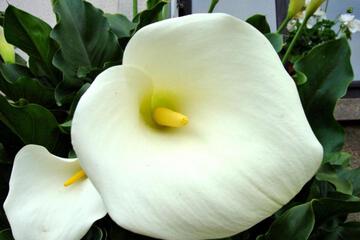 Photo 28