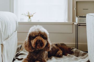 Pet-friendly