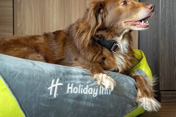 Pet-friendly