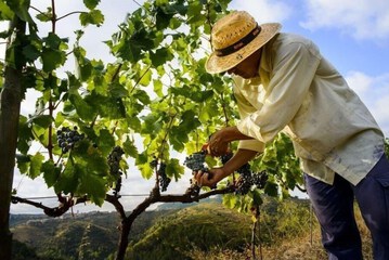 Vineyard