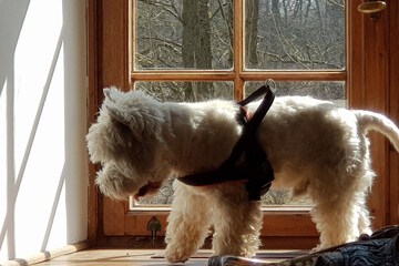 Pet-friendly