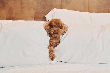 Pet-friendly