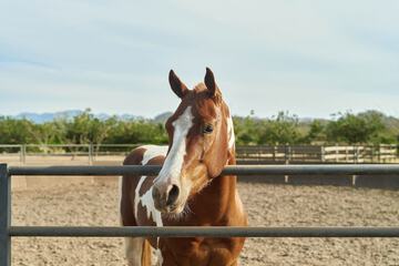 Horseback riding