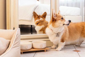 Pet-friendly amenities