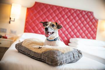 Pet-friendly