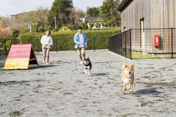 Pet-friendly amenities