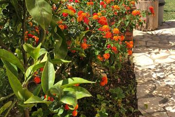 Photo 44