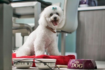 Pet-friendly
