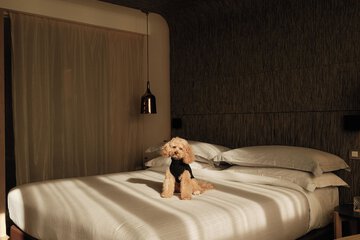 Pet-friendly