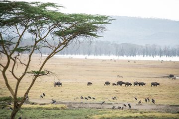 Safari