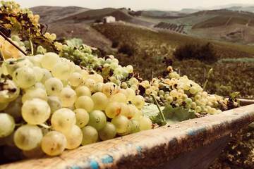 Vineyard