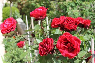 Photo 24