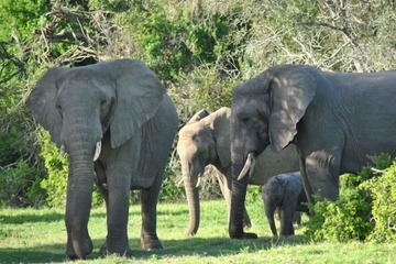 Game viewing