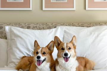 Pet-friendly