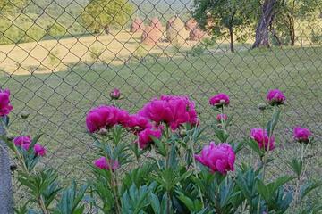 Photo 38