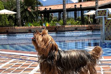 Pet-friendly