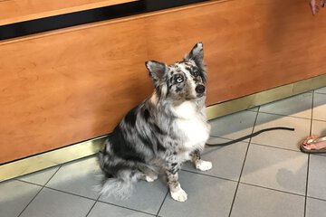Pet-friendly