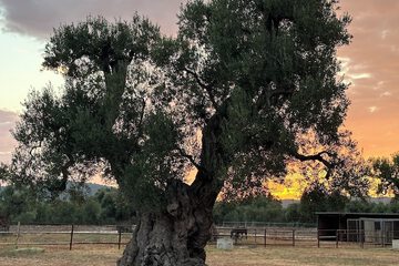 Land view from property