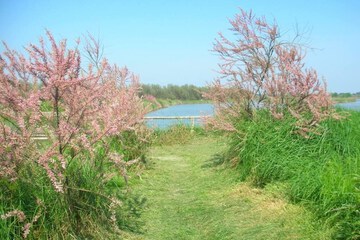 Lake view