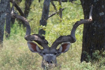 Game viewing