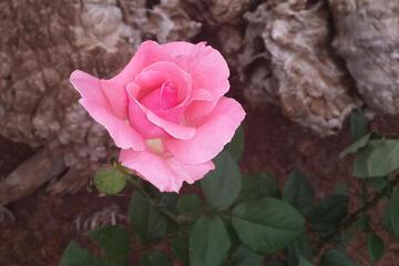Photo 44