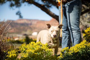 Pet Friendly 104 of 105