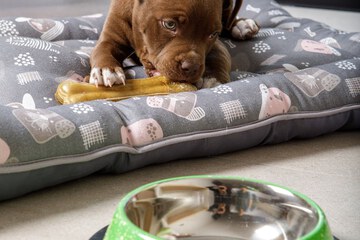 Pet-friendly
