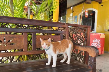 Pet-friendly amenities