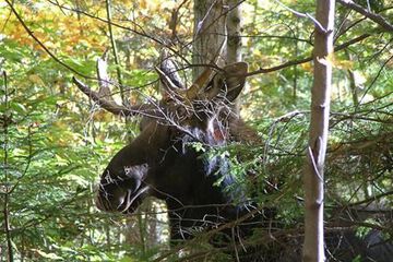 THE INN AT WOODCHUCK HILL FARM 3