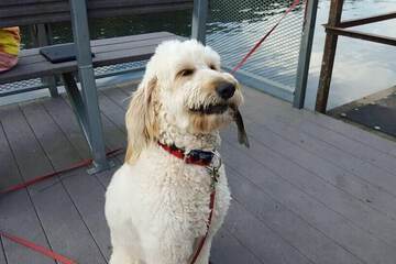 Dock