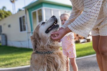 Pet-friendly