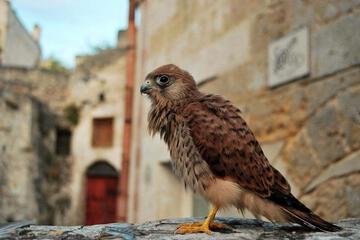 Photo 49