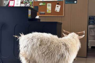 Pet-friendly